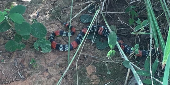Cobra Coral é capturada em residência do bairro Carmelo