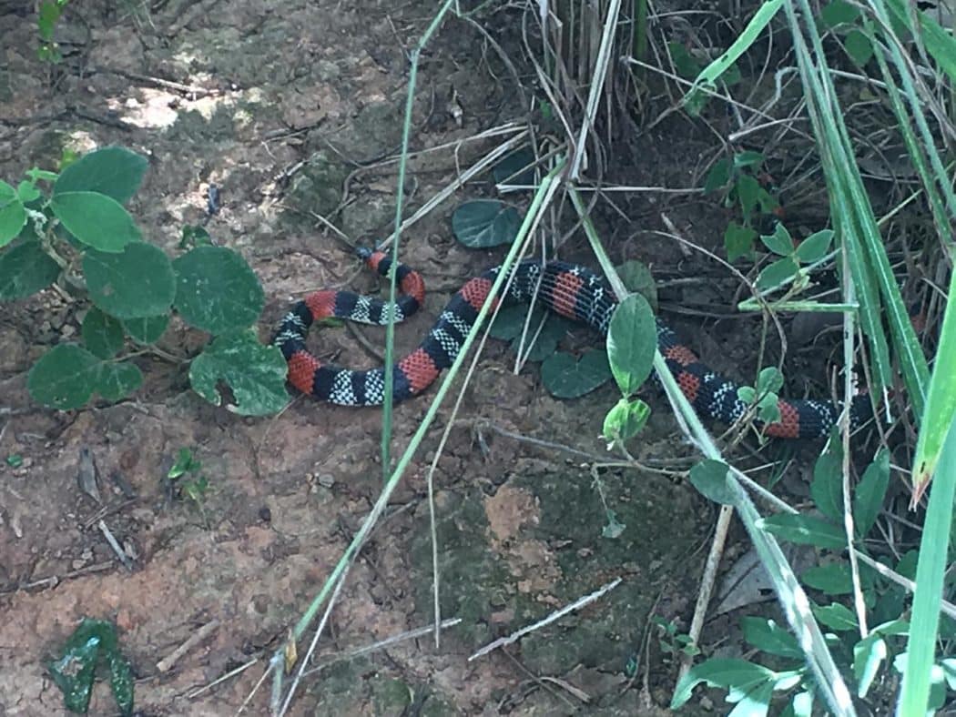 Cobra Coral é capturada em residência do bairro Carmelo