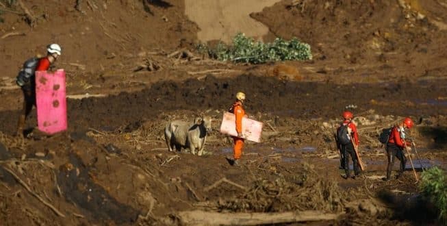 Vaca fica perdida em meio ao trabalho de resgate dos bombeiros