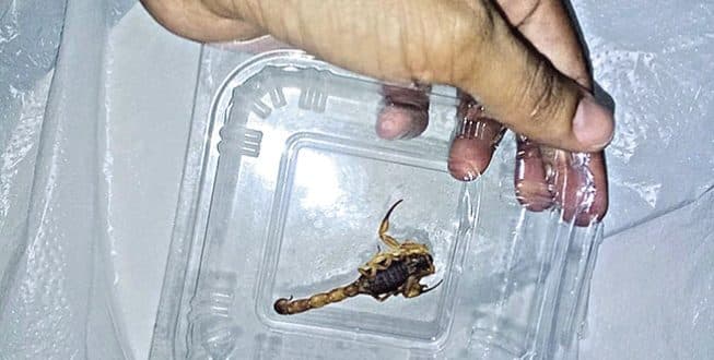 Acidentes com escorpiões aumentam durante o verão