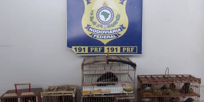 PRF apreende animais silvestres em Montes Claros