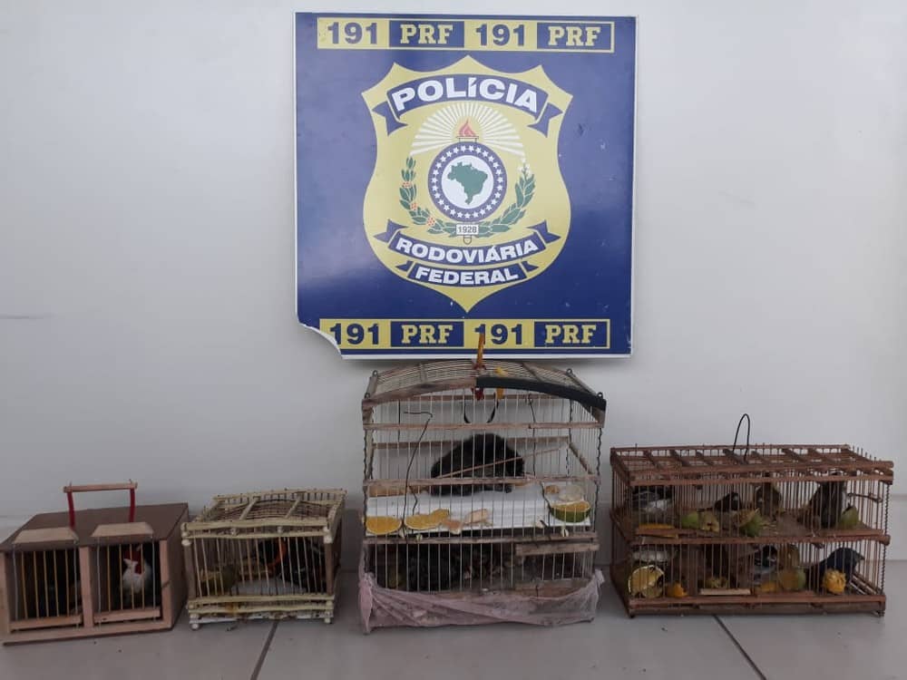 PRF apreende animais silvestres em Montes Claros