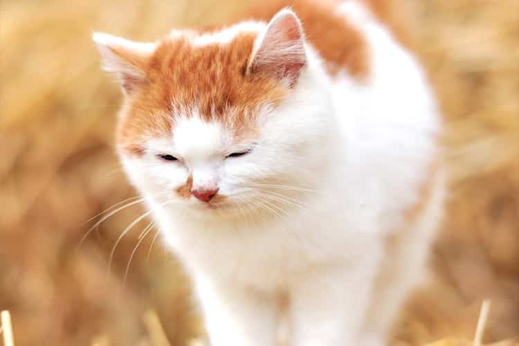 Quais são os melhores tipos de areia para gatos? 