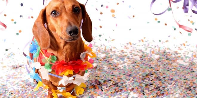 Montes Claros - Carnaval inédito para animais de estimação no Montes Claros Shopping