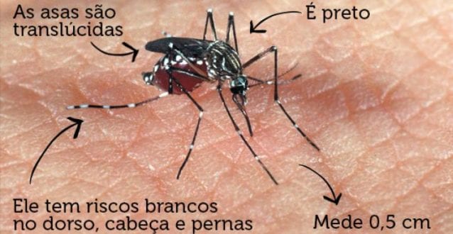 MG - Aedes aegypti faz 33 vítimas por hora em Minas Gerais