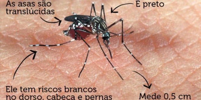 MG - Aedes aegypti faz 33 vítimas por hora em Minas Gerais