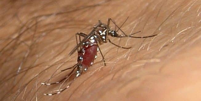MG - Quase 18 mil casos de dengue são registrados neste ano em Minas; quatro mortes são investigadas