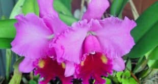 Montes Claros - Orquídeas vão embelezar ainda mais os parques de Montes Claros