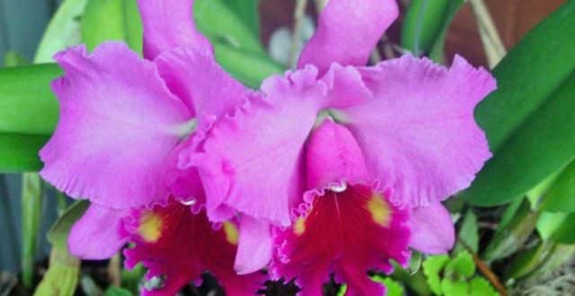 Montes Claros - Orquídeas vão embelezar ainda mais os parques de Montes Claros