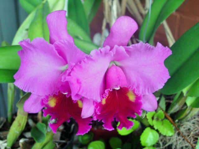 Montes Claros - Orquídeas vão embelezar ainda mais os parques de Montes Claros