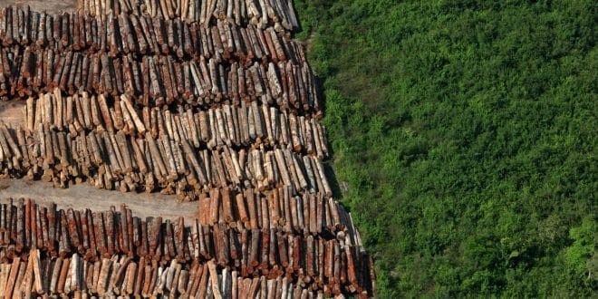Desmatamento - Imagem/Foto: Ecoinforme.