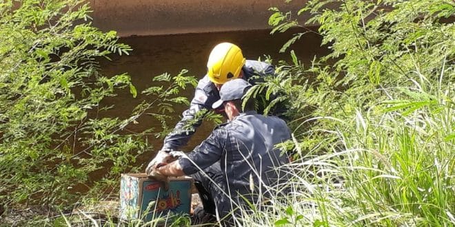 Montes Claros - Gato é jogado dentro em córrego de captação de esgoto e é salvo pelos Bombeiros de Montes claros