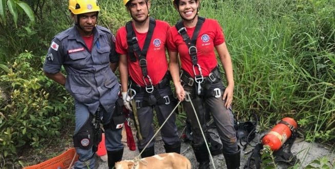 Norte de Minas - Cão é salvo após queda de 30 metros de altura em Mirabela