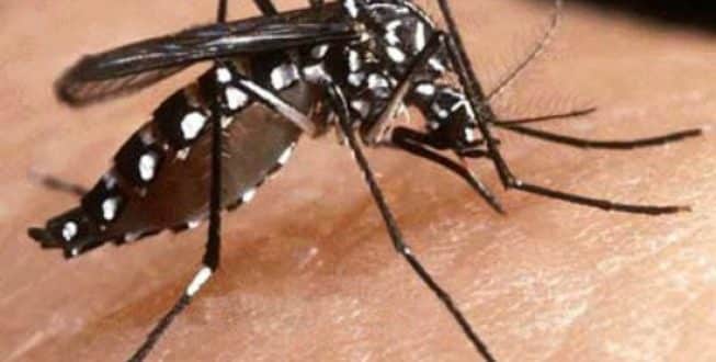 MG - Casos de dengue mais que dobram em Minas Gerais em relação a 2018 inteiro