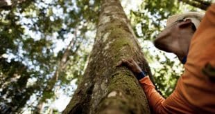 Dia Internacional das Florestas - FSC, 25 anos fazendo a diferença