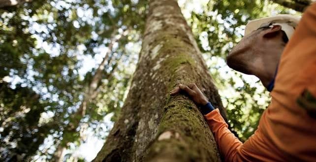 Dia Internacional das Florestas - FSC, 25 anos fazendo a diferença
