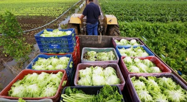 Programa Ater Mais Gestão potencializa empreendimentos da Agricultura familiar