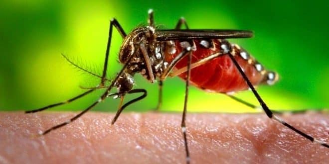 Saúde - Bactéria é esperança para incapacitar inseto transmissor da dengue