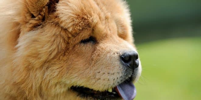Chow Chow: saiba tudo sobre o "cão leãozinho"