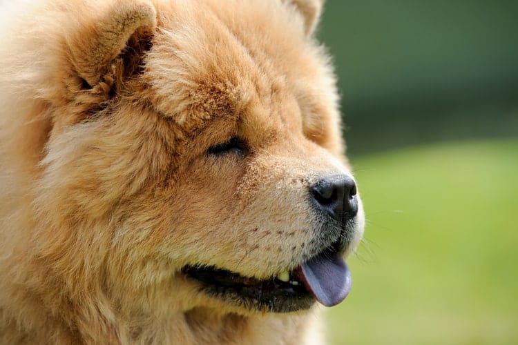 Chow Chow: saiba tudo sobre o "cão leãozinho"