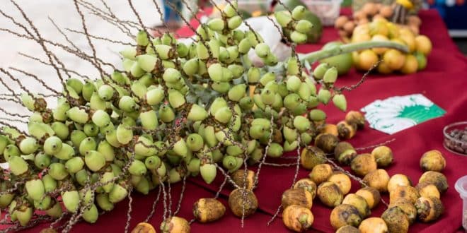 Norte de Minas - Pesquisa do ICA-UFMG descreve biologia reprodutiva do coquinho azedo