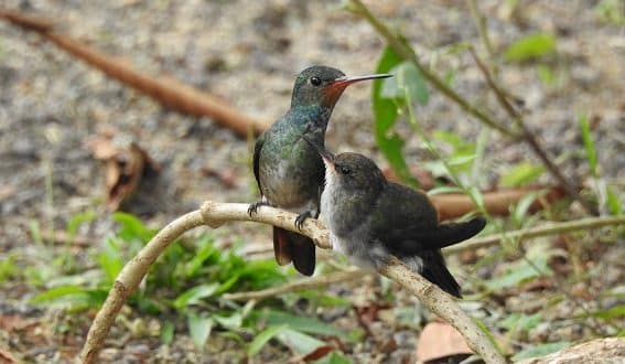 Porto Seguro terá o 2º Festival de Aves na semana da Mata Atlântica
