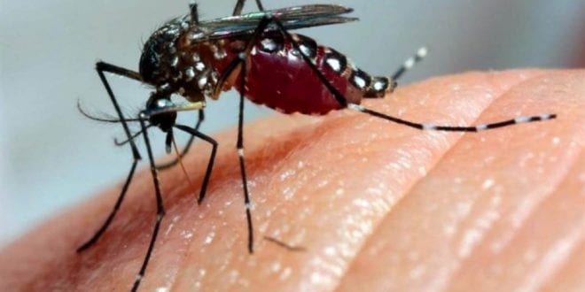 MG - Mais 13 mortes por dengue são confirmadas em uma semana e casos já passam de 240 mil em Minas Gerais