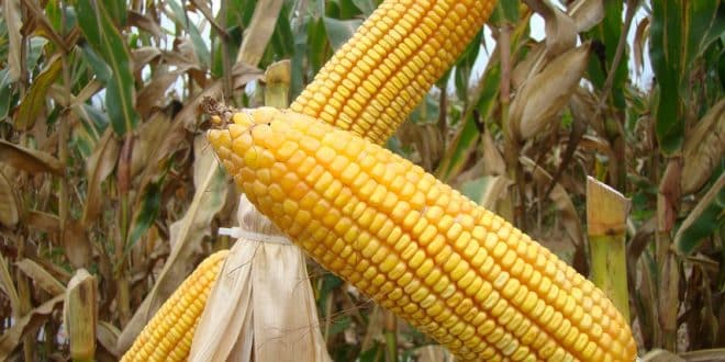 Norte de Minas - Garantia Safra libera recursos para produtores com perdas na safra 2017/2018
