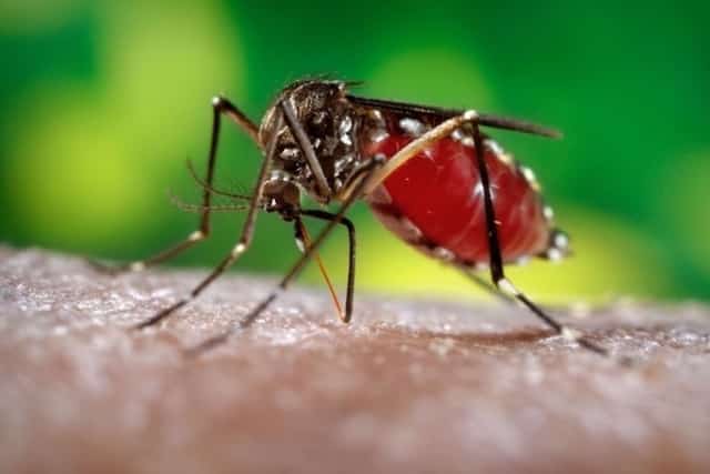 MG - Sobe para 65 o número de mortes por dengue em Minas Gerais