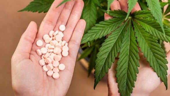 Saúde - Veja a proposta da Anvisa para regulamentação da cannabis para uso medicinal