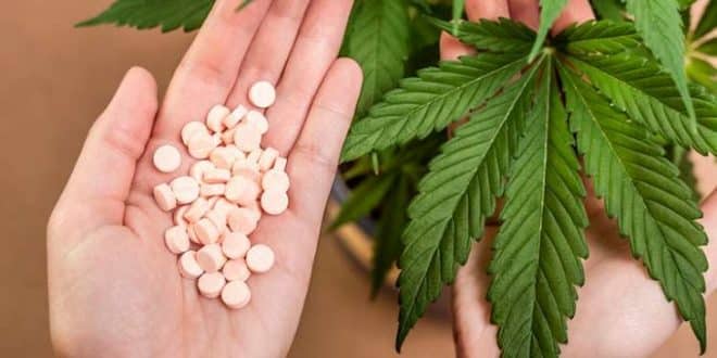 Saúde - Veja a proposta da Anvisa para regulamentação da cannabis para uso medicinal
