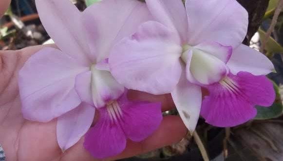 Montes Claros - A cidade de Montes Claros recebe primeiro Salão da orquídea Cattleya walkeriana