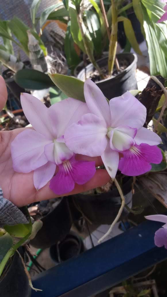 Montes Claros - A cidade de Montes Claros recebe primeiro Salão da orquídea Cattleya walkeriana