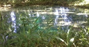 SEMANA DO MEIO AMBIENTE - Programação prossegue com fiscalização de nascentes e premiação