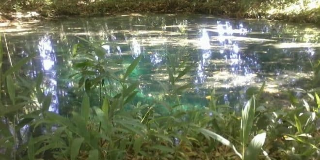 SEMANA DO MEIO AMBIENTE - Programação prossegue com fiscalização de nascentes e premiação