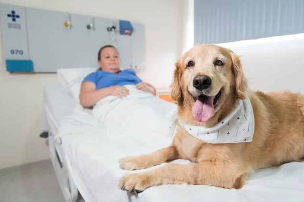 Montes Claros - Câmara Municipal de Montes Claros debate entrada de animais de estimação em hospitais e clínicas