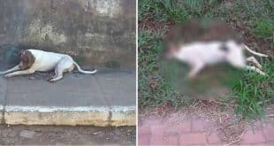 MG - Um desconhecido alimentou cachorros de rua com carne contaminada com chumbinho em cidade mineira