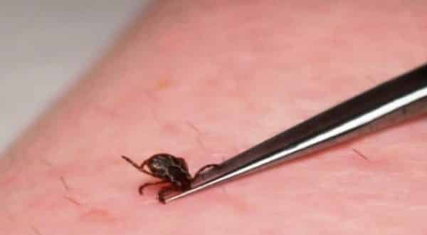MG - Em Minas Gerais, Febre maculosa mata 4 em 10 doentes; autoridades estão em alerta