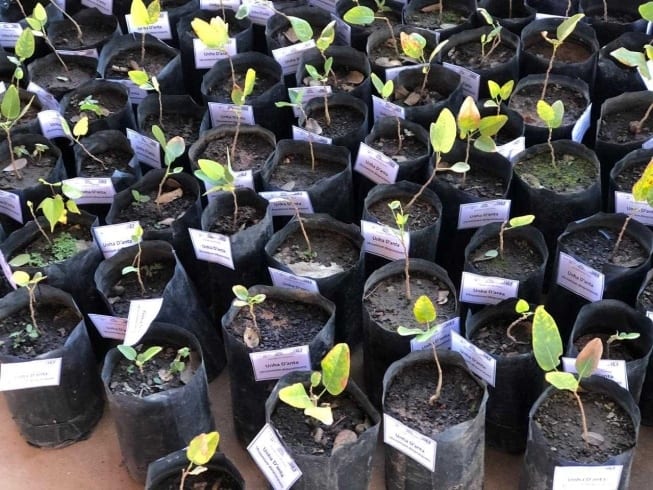 Mudas com potencial medicinal foram distribuídas em evento no campus Montes Claros da UFMG