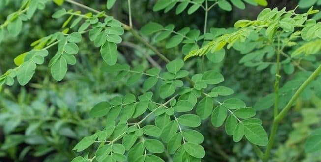 A planta também é conhecida como "acácia-branca"
