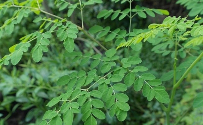 A planta também é conhecida como "acácia-branca"