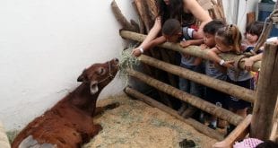 Montes Claros - Abertas as inscrições para a Mini Fazenda da  Expomontes 2019