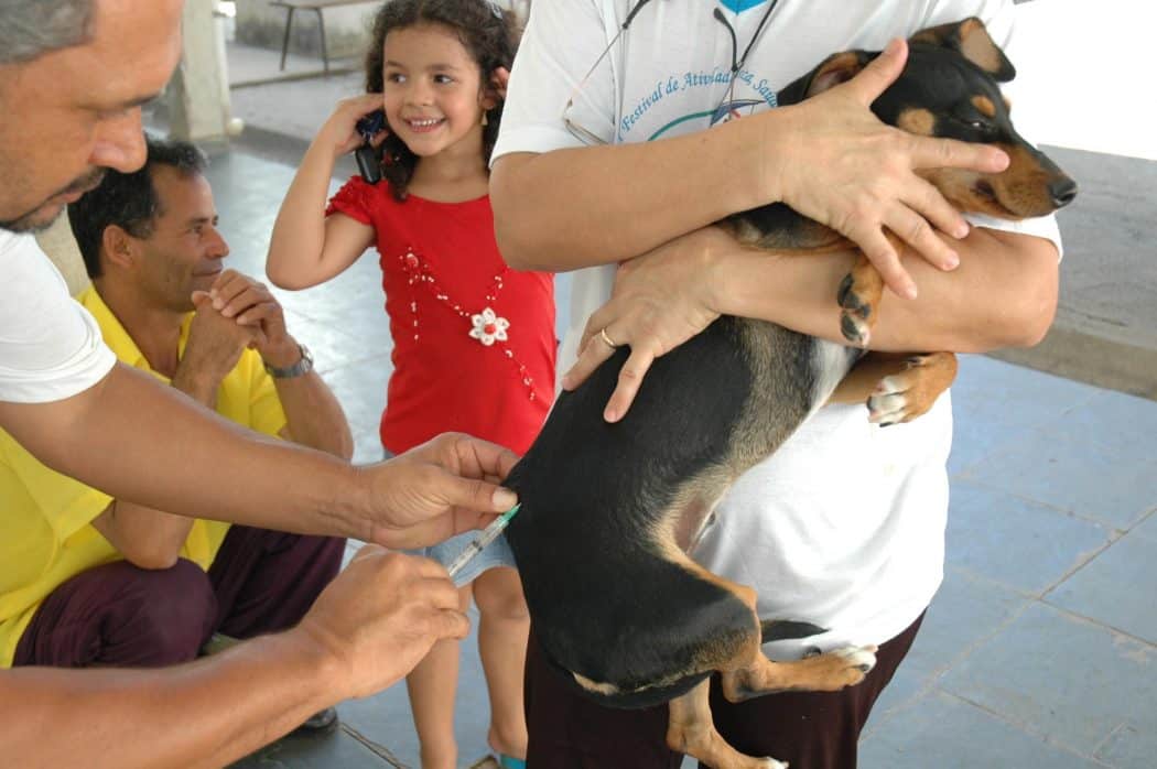 Montes Claros - Começa em agosto vacinação de cães e gatos em Montes Claros