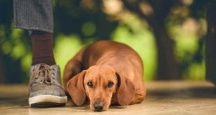 Saiba como evitar a parvovirose em cães