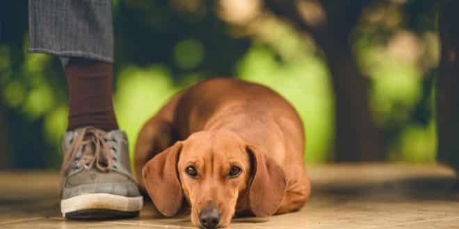 Saiba como evitar a parvovirose em cães