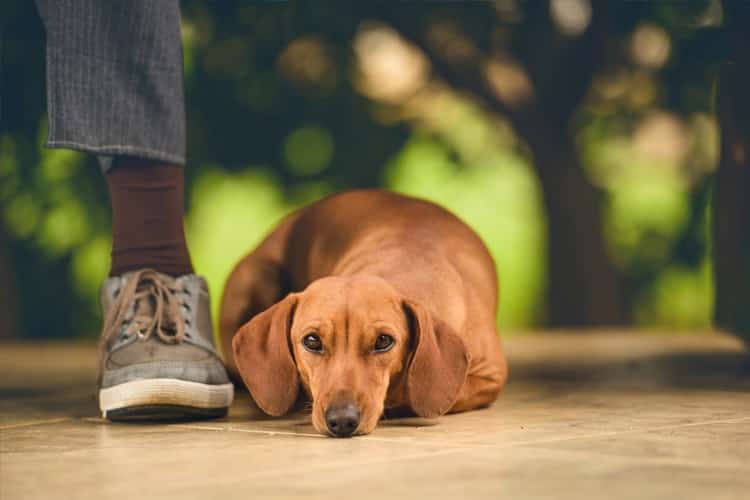 Saiba como evitar a parvovirose em cães
