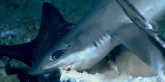Predador vira presa: Pesquisadores gravam momento raro em que tubarão é devorado por peixe