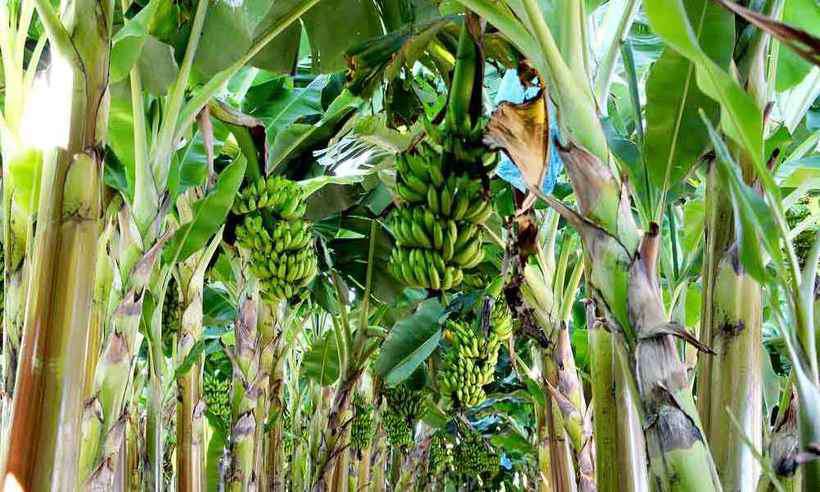 Norte de Minas - Rainha das lavouras no Norte de Minas, banana enfrenta novos desafios