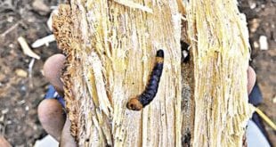 Norte de Minas - Epamig busca medidas para retirar larva de pequizeiros