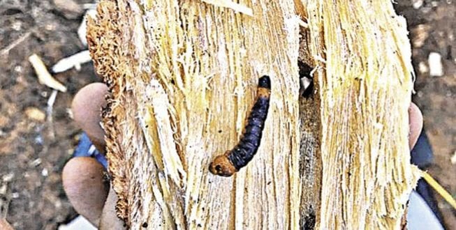 Norte de Minas - Epamig busca medidas para retirar larva de pequizeiros